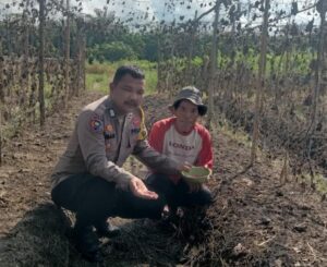 Polsek Kuala Cenaku Dampingi Petani Timun, Rekomendasikan Tanam Jagung Pipil