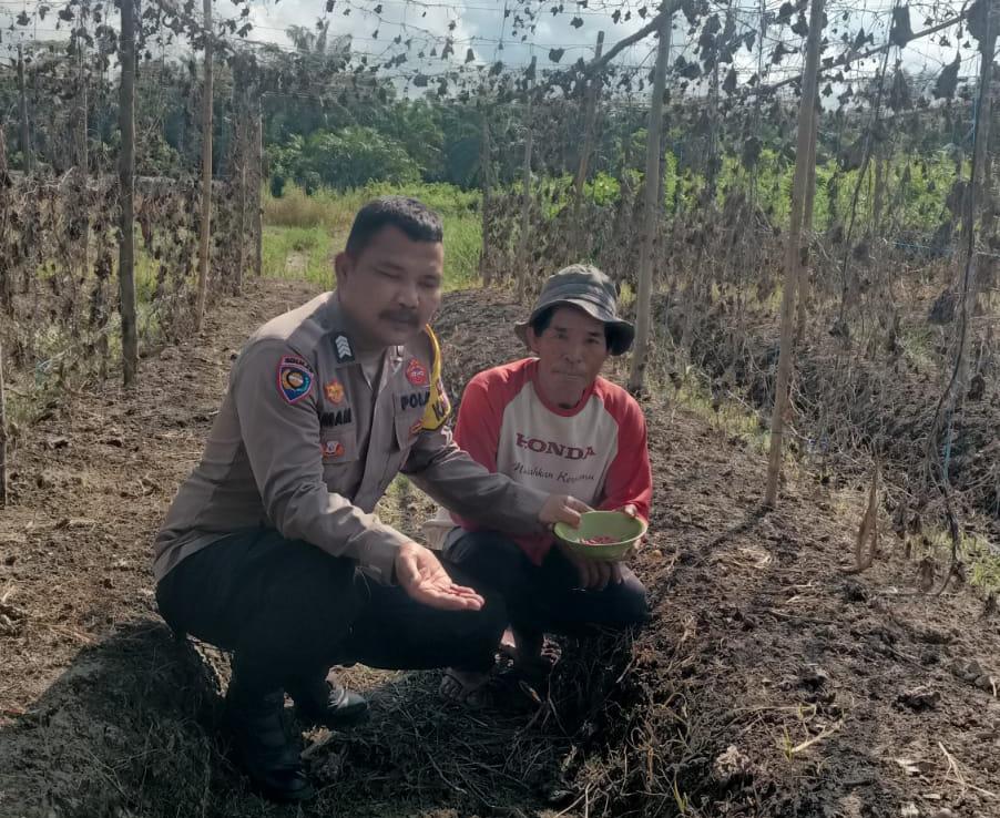 Polsek Kuala Cenaku Dampingi Petani Timun, Rekomendasikan Tanam Jagung Pipil