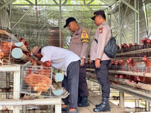 Dukung Ketahanan Pangan, Polsek Lirik Cek Budidaya Ayam Kampung Binaan BUMDes Rejosari