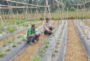 Polsek Kuala Cenaku Ajak Petani Cabai Teluk Sungkai Tumpang Sari Tanam Jagung Pipil