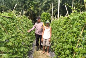 Polsek Kuala Cenaku Ajak Petani Pare Pulang Gelang Manfaatkan Lahan Kosong Tanam Jagung Pipil