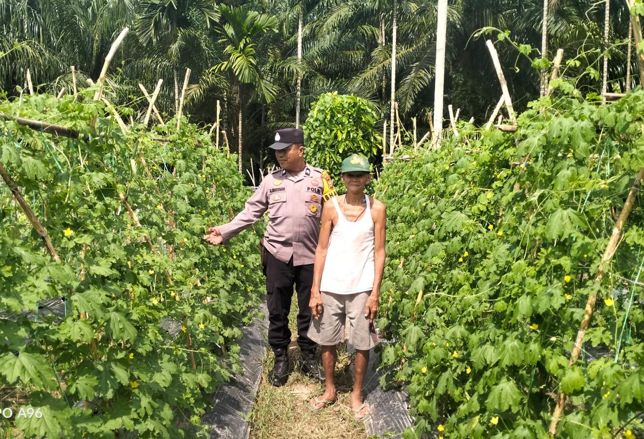 Polsek Kuala Cenaku Ajak Petani Pare Pulang Gelang Manfaatkan Lahan Kosong Tanam Jagung Pipil