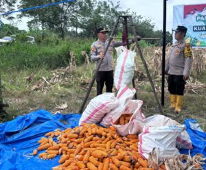 Polsek Kuala Cenaku Panen Jagung 2 Ton di Desa Kuala Mulia