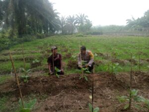 Sinergi Ketahanan Pangan, Bhabinkamtibmas Kuala Cenaku Sambangi Petani Terung di Dusun Lumu Kampung