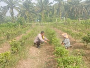 Bhabinkamtibmas Kuala Cenaku Turun Langsung Sambangi Petani Cabai