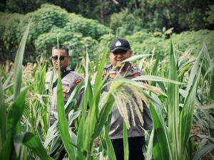 Polsek Lirik Inhu Kawal Program Jagung Pipil Kuartal II di Lahan Pinjam Pakai PT Pertamina