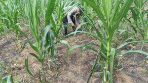 Bersama Kelompok Tani Berkah Tani, Polsek Lirik Rawat Jagung Pipil