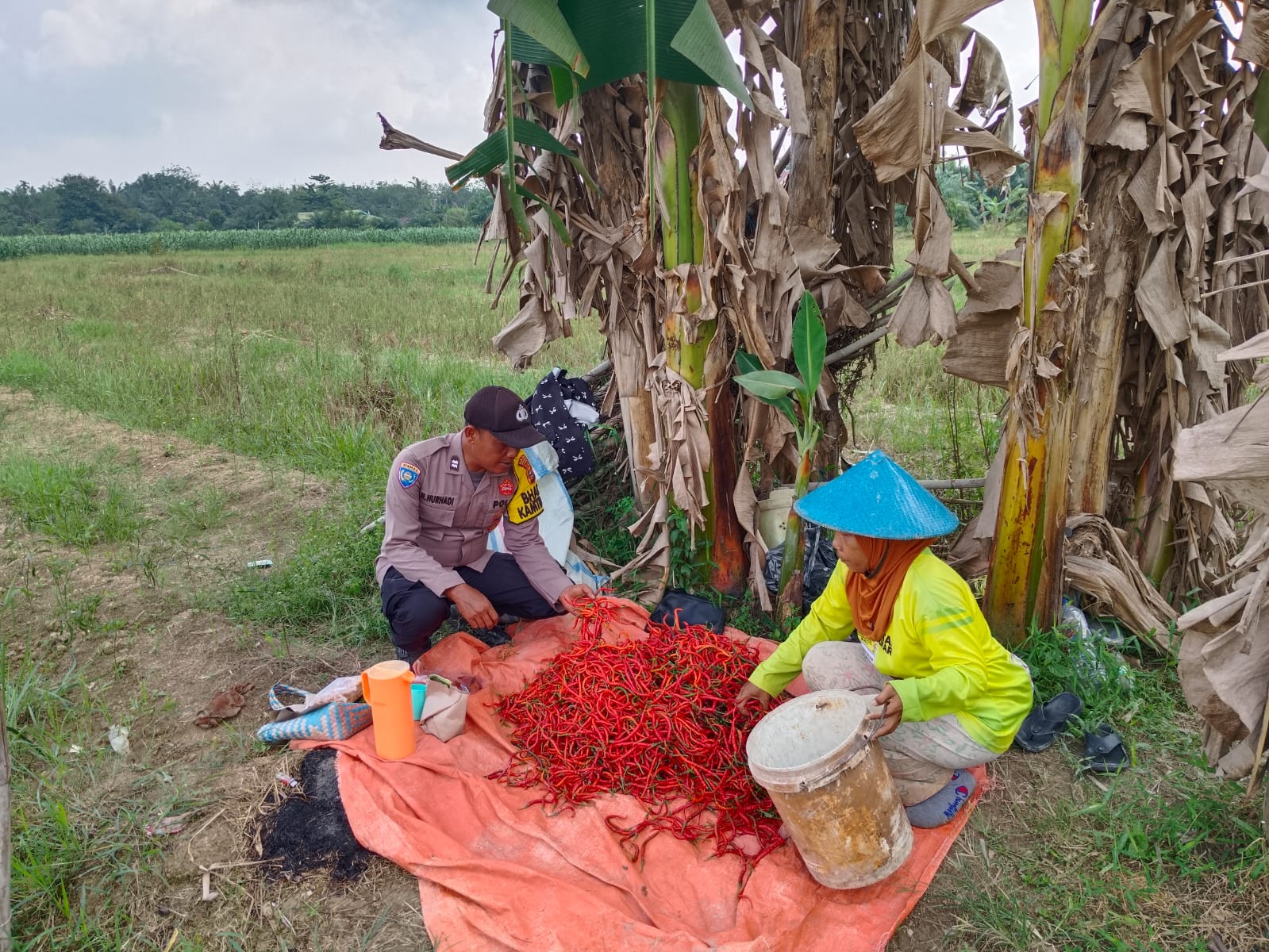 Di Luar Musim Padi, Polsek Kuala Cenaku Dorong Petani Tanam Cabai Bernilai Tinggi