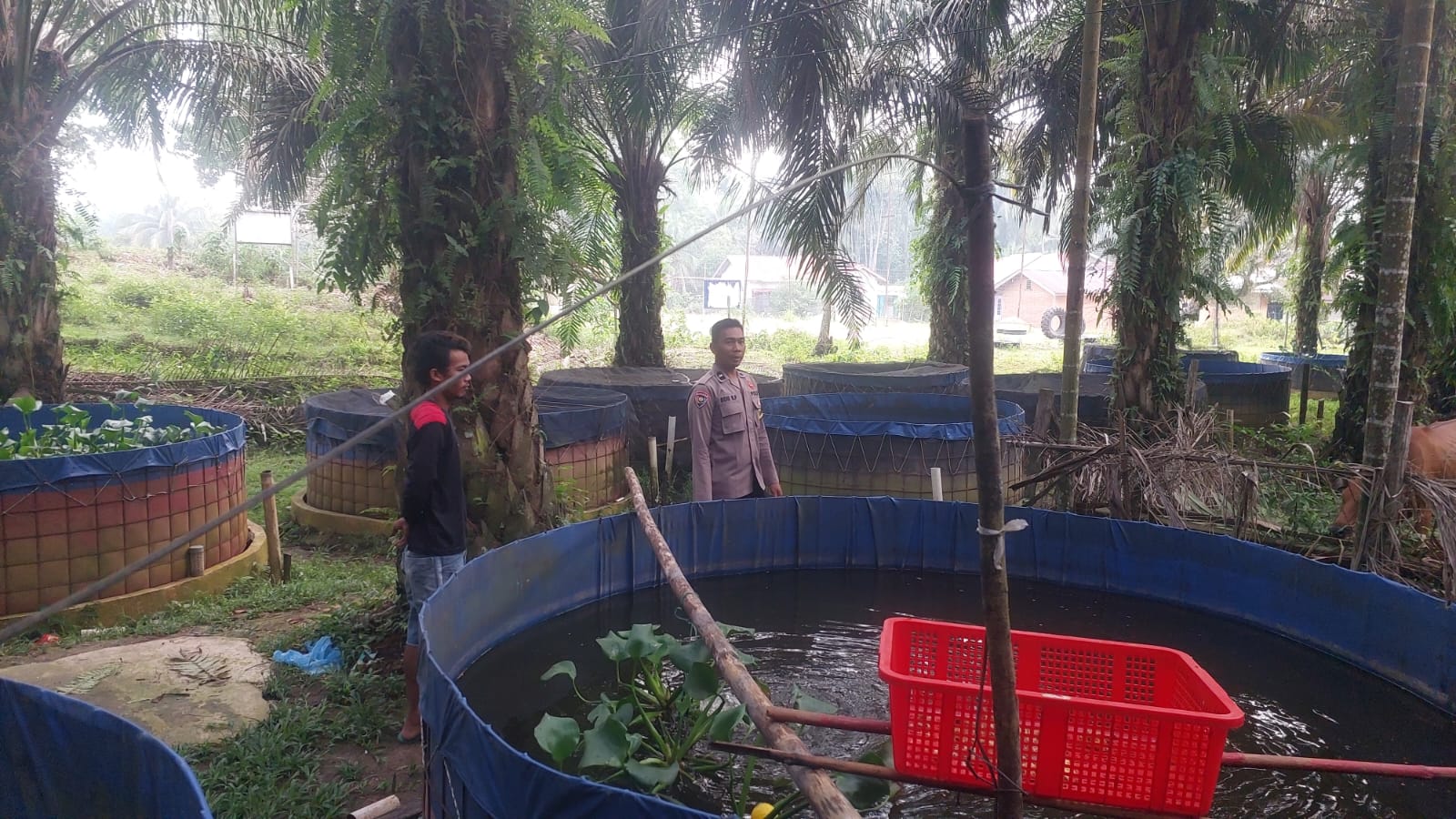 Polsek Lirik Pantau Pembesaran 10.000 Bibit Lele Milik Desa Rejosari