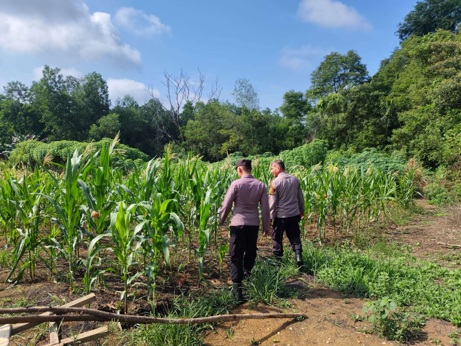 Program Jagung Pipil Polsek Lirik: Dari Lahan Pinjam Pakai untuk Kesejahteraan Desa