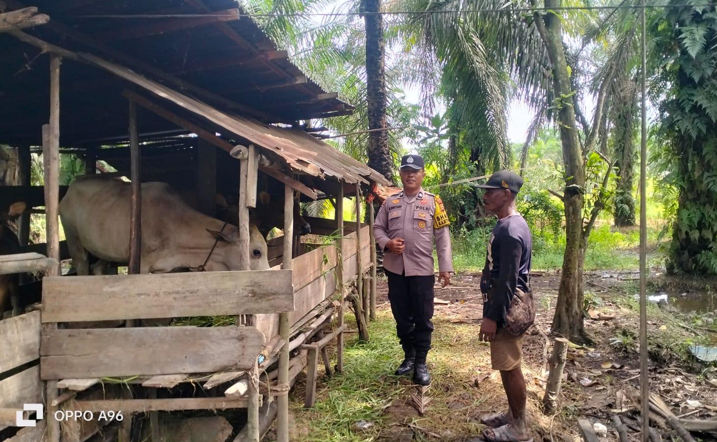 Polsek Kuala Cenaku Pastikan Sektor Peternakan Sapi Sukajadi Aman dan Berkelanjutan