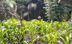 Dukung Ketahanan Pangan Nasional, Polsek Kuala Cenaku Intensifkan Perawatan Jagung Pipil di Tasik Rumbia 1
