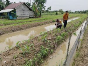 Polsek Kuala Cenaku Pantau Jagung Pipil 28 HST di Tanjung Sari