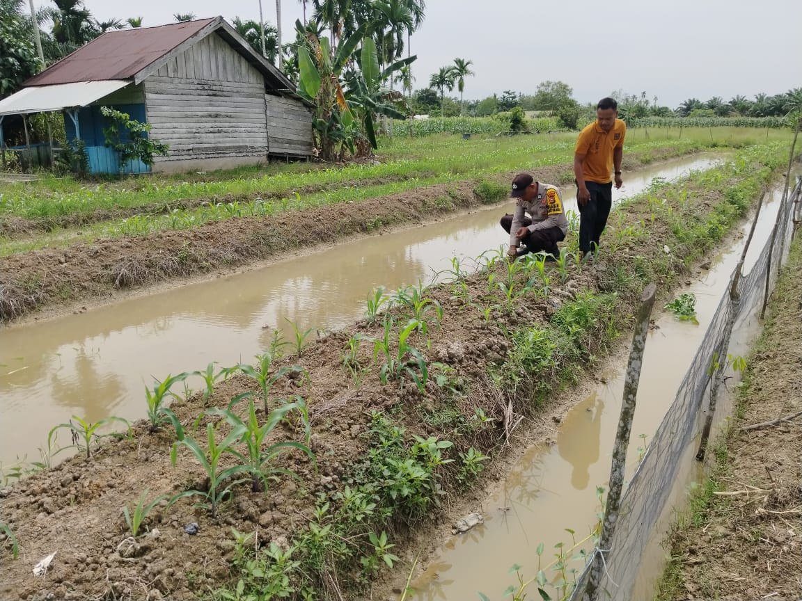 Polsek Kuala Cenaku Pantau Jagung Pipil 28 HST di Tanjung Sari
