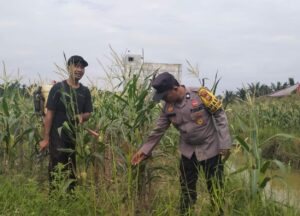 Wujud Polisi Cinta Petani, Bhabinkamtibmas Ajak Warga Teluk Keladi Tanam Jagung Pipil