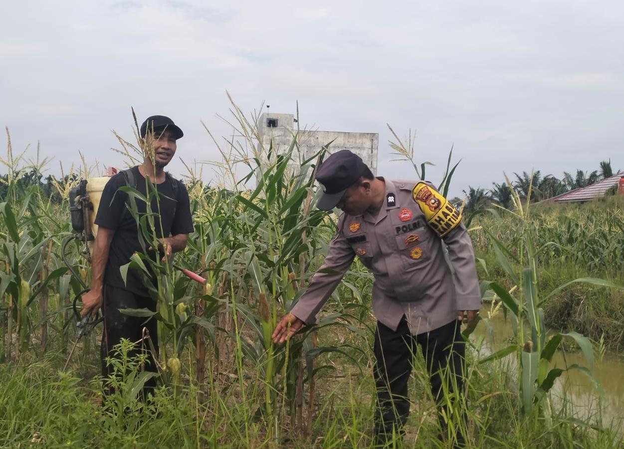 Wujud Polisi Cinta Petani, Bhabinkamtibmas Ajak Warga Teluk Keladi Tanam Jagung Pipil