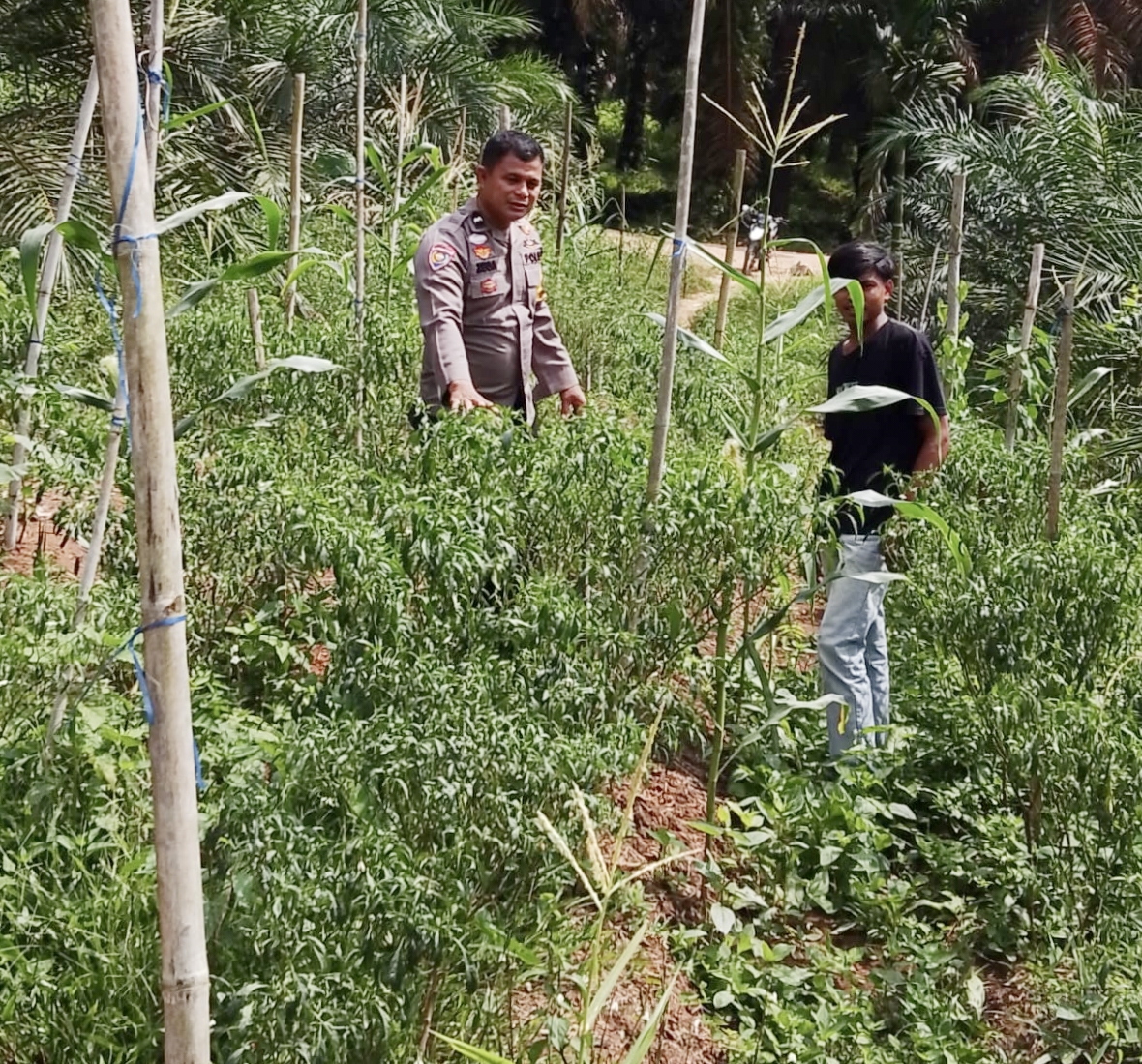 Aipda Zega Dampingi Petani Cabai di Batang Cenaku, Upaya Nyata Perkuat Ketahanan Pangan