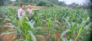 Polres Monitoring Jagung Dan Cabai Petani, optimalkan lahan produktif di Inhu Guna Menyokong Ketahana Pangan
