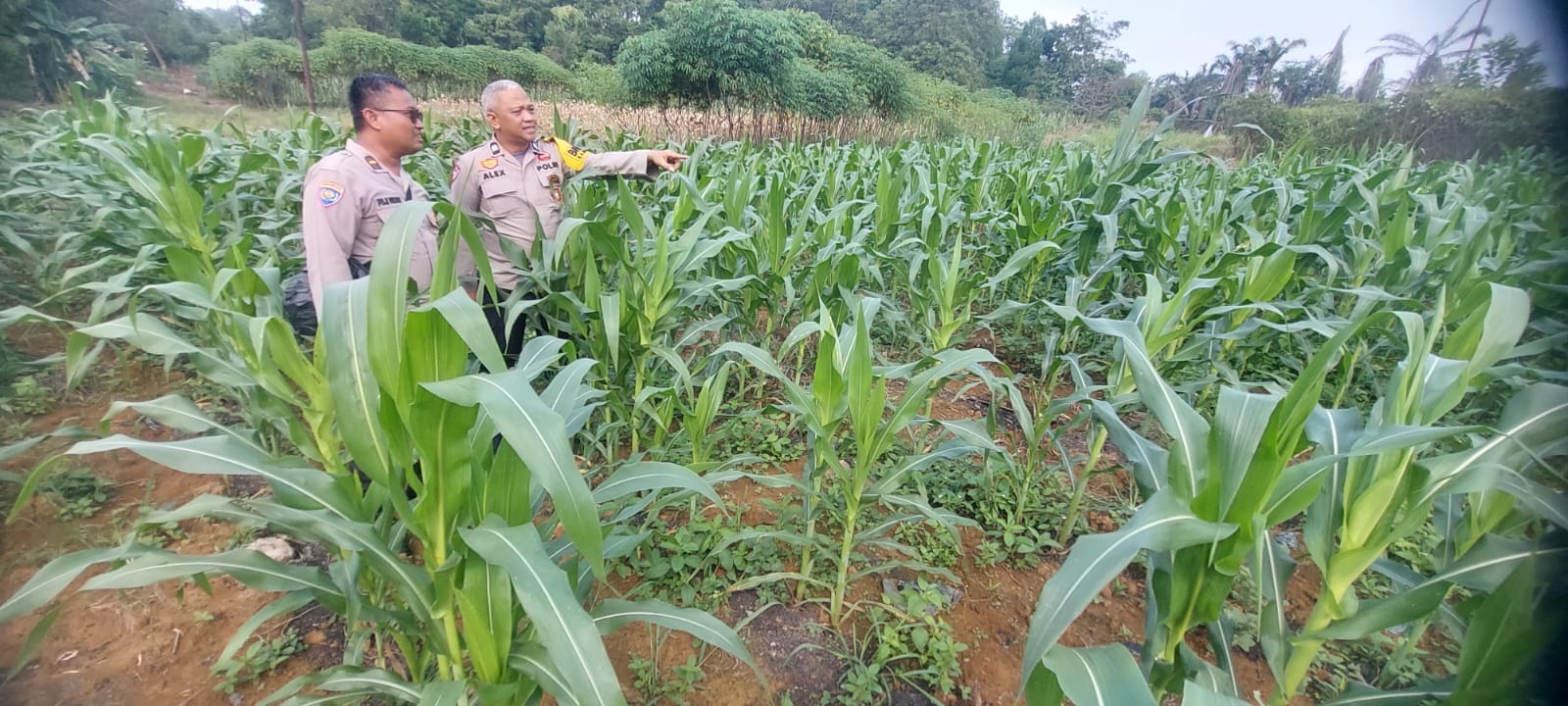 Polres Monitoring Jagung Dan Cabai Petani, optimalkan lahan produktif di Inhu Guna Menyokong Ketahana Pangan