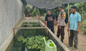 Dukung Swasembada Pangan, Bhabinkamtibmas Polsek Batang Cenaku Rutin Dampingi Peternak Ikan