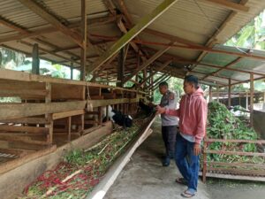 Polsek Lubuk Batu Jaya Dukung Ketahanan Pangan Melalui Pembinaan Peternak Kambing di Desa Kulim Jaya