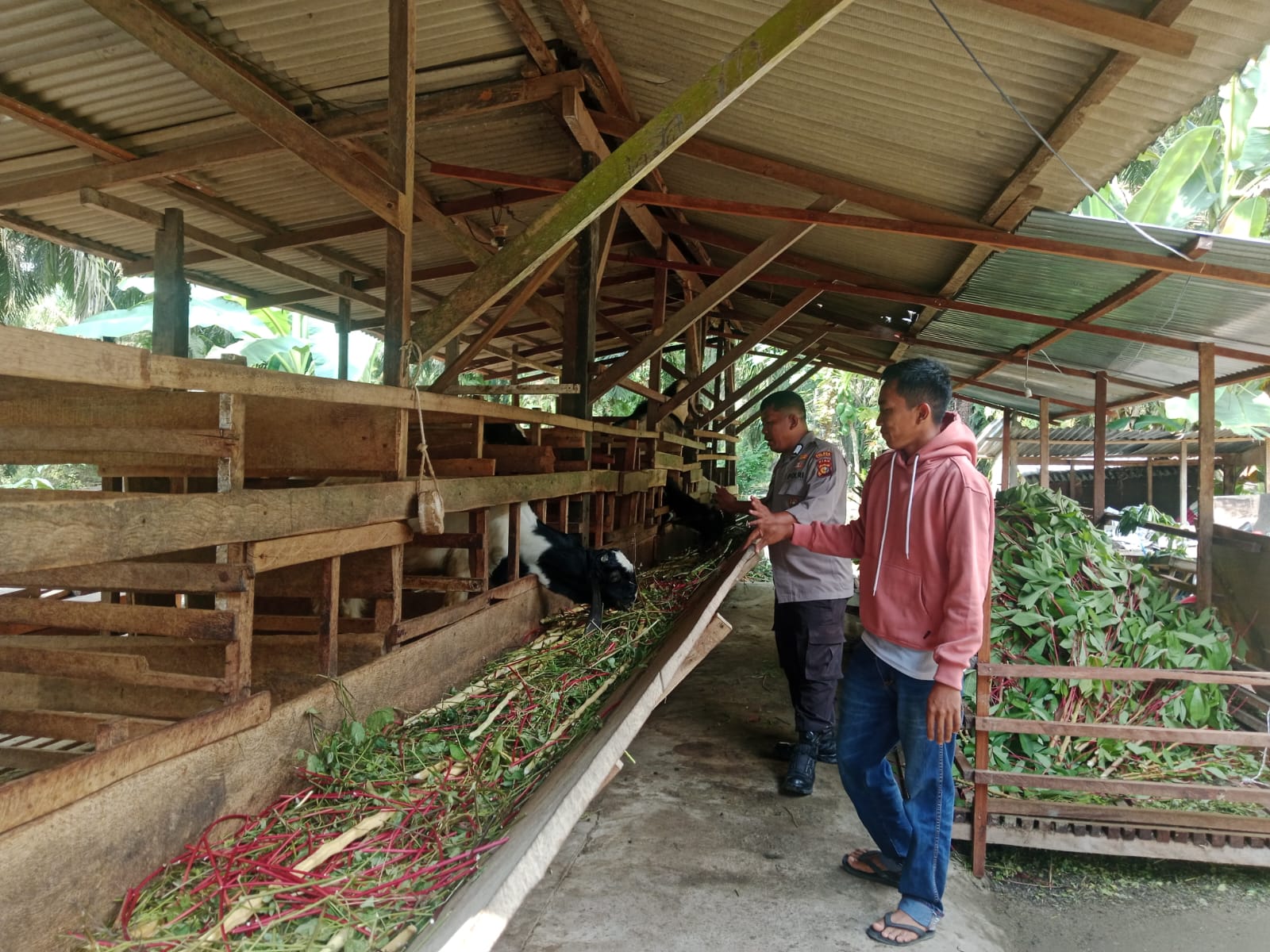 Polsek Lubuk Batu Jaya Dukung Ketahanan Pangan Melalui Pembinaan Peternak Kambing di Desa Kulim Jaya