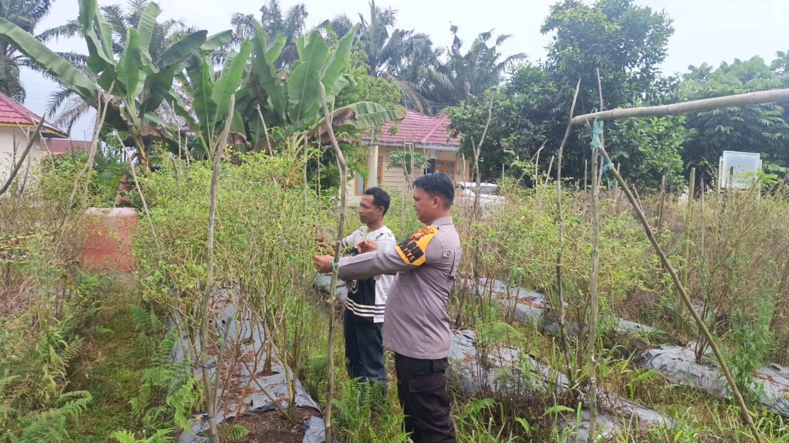 Polsek LBJ Dukung Ketahanan Pangan, Kali Ini Budidaya Cabai Rawit di Desa Kulim Jaya Diberi Motivasi