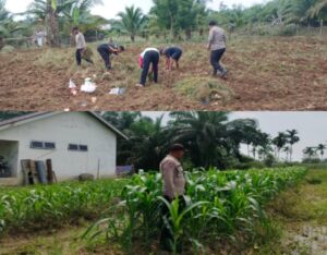 Swasembada Pangan Dengan Jagung Pipil, Ini Yang Dilakukan Polres Inhu