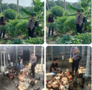 Swasembada Pangan, Polres Inhu Cek Tanaman dan Ayam Petelur Warga