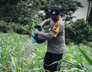 Polsek Lirik Laksanakan Pengecekan Pertumbuhan Jagung Pipil Binaan di Desa Lirik Area