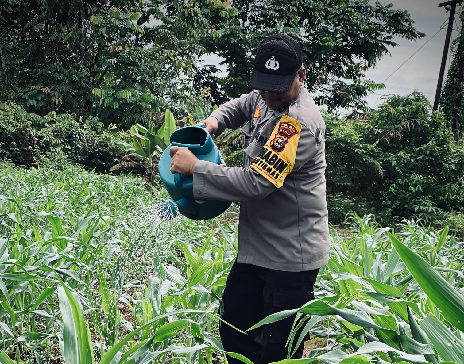 Polsek Lirik Laksanakan Pengecekan Pertumbuhan Jagung Pipil Binaan di Desa Lirik Area