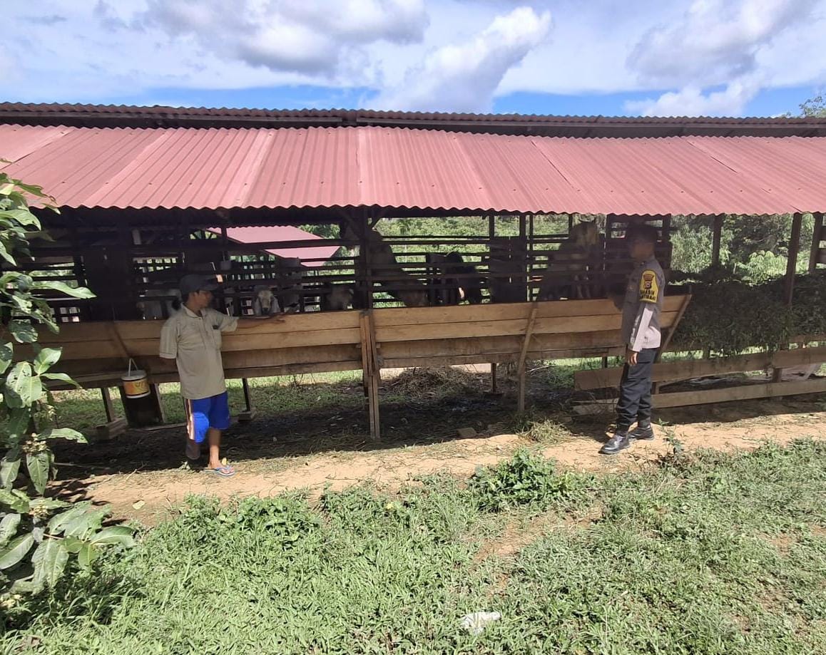 Dukung Ekonomi Desa, Polsek Lirik Kawal Peternakan 40 Ekor Kambing di Sukajadi