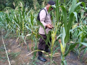 Polsek Lirik Pantau Pertumbuhan Jagung Pipil Binaan di Desa Lirik Area