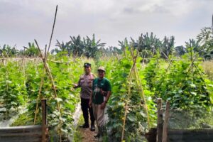 Polsek Kuala Cenaku Pantau Langsung Lahan Timun di Dusun Teluk Keladi