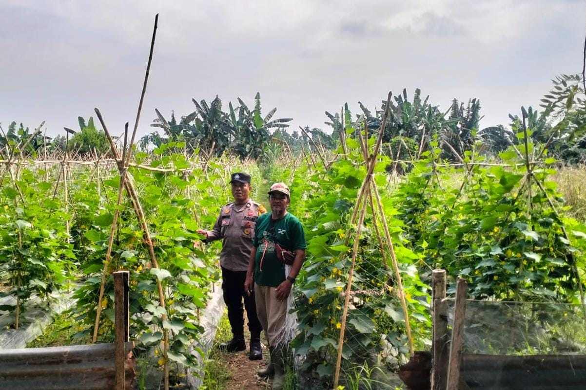 Polsek Kuala Cenaku Pantau Langsung Lahan Timun di Dusun Teluk Keladi