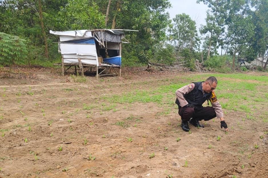 Polri Sinergi dengan Petani, Polsek Lirik Kawal Program Jagung Pipil