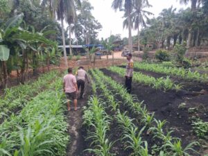 Wujudkan Ketahanan Pangan, Polsek Lirik Monitoring Tanaman Jagung di Sungai Sagu