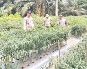 Polri Dukung Ketahanan Pangan, Bhabinkamtibmas Sungai Baung Tinjau Pekarangan Pangan di Rengat Barat