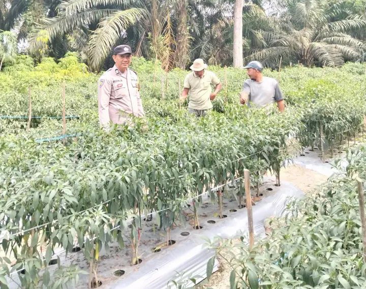 Polri Dukung Ketahanan Pangan, Bhabinkamtibmas Sungai Baung Tinjau Pekarangan Pangan di Rengat Barat