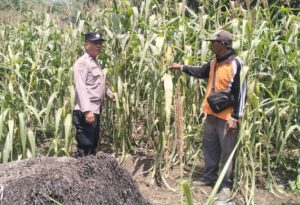 Kawal Ketahanan Pangan, Polsek Kuala Cenaku Cari Solusi Lahan Jagung Terdampak Kemarau