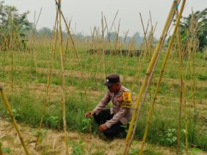 Dukung Ketahanan Pangan Nasional, Bhabinkamtibmas Kuala Cenaku Sambangi Petani Kacang Panjang di Tanjung Sari