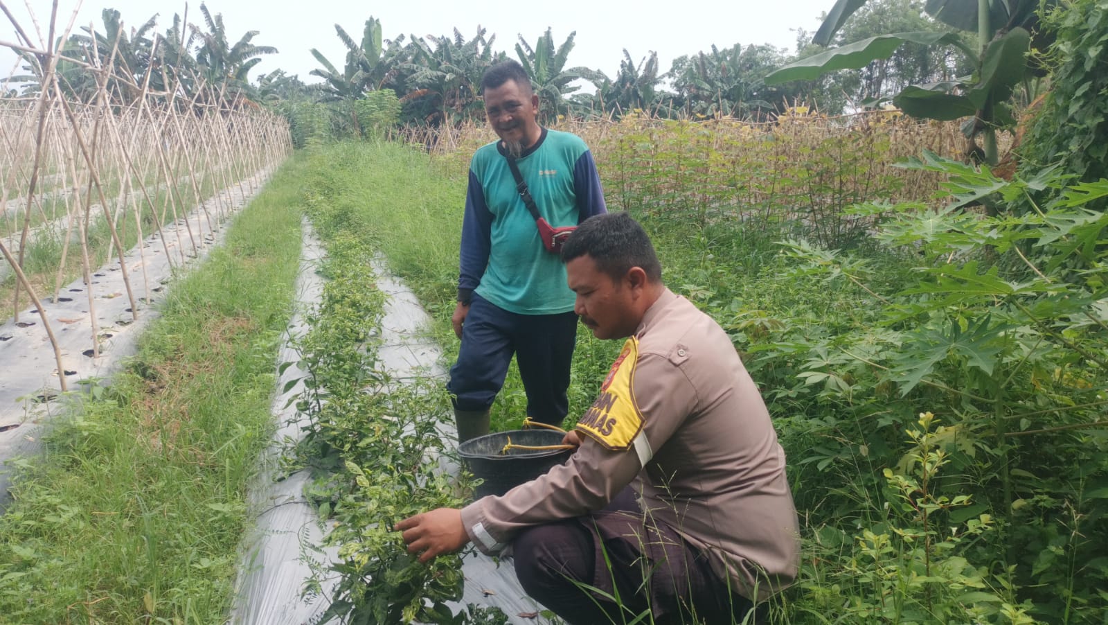 Dukung Ketahanan Pangan, Bhabinkamtibmas Polsek Kuala Cenaku Kunjungi Petani Cabai